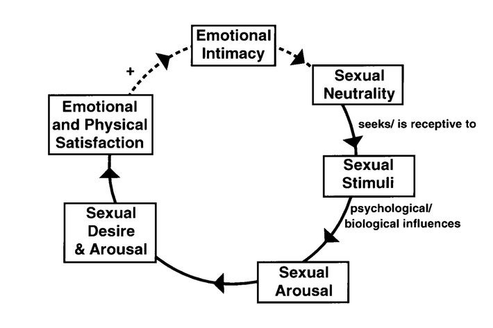 cycle of sexual response